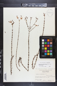 Hypericum denticulatum image