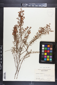 Hypericum galioides image