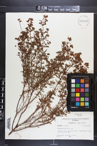 Hypericum galioides image