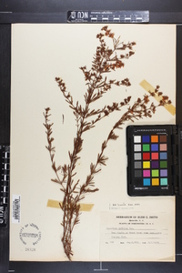 Hypericum galioides image