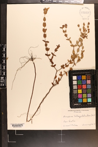 Hypericum tetrapetalum image