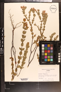 Hypericum tetrapetalum image