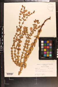 Hypericum tetrapetalum image