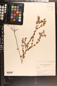 Hypericum tetrapetalum image