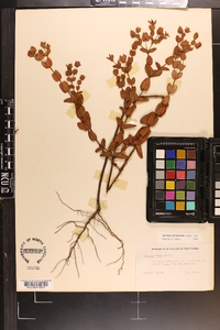 Hypericum tetrapetalum image