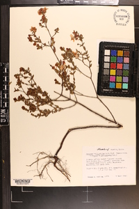Hypericum tetrapetalum image