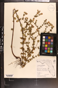 Hypericum tetrapetalum image