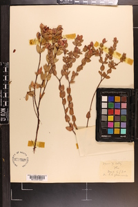 Hypericum tetrapetalum image