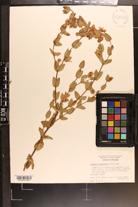 Hypericum tetrapetalum image