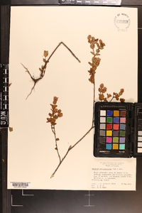 Hypericum tetrapetalum image