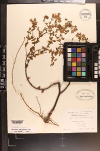 Hypericum tetrapetalum image