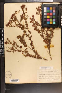 Hypericum tetrapetalum image