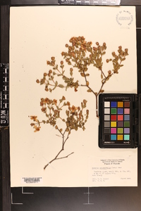 Hypericum tetrapetalum image