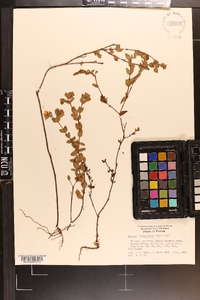 Hypericum tetrapetalum image