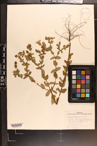 Hypericum tetrapetalum image