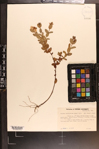 Hypericum tetrapetalum image