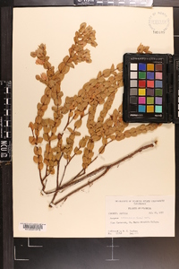 Hypericum tetrapetalum image