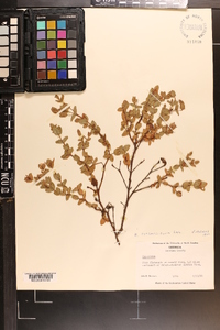 Hypericum tetrapetalum image