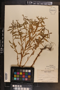 Rotala ramosior image