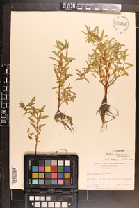 Rotala ramosior image