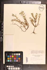 Rotala ramosior image