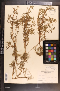 Rotala ramosior image