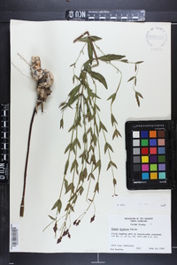 Rhexia alifanus image