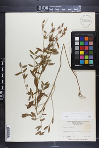 Rhexia mariana var. mariana image