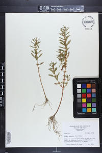 Rotala ramosior image