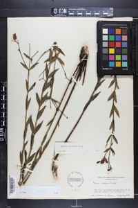 Rhexia alifanus image