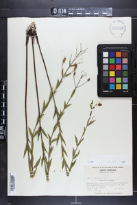 Rhexia alifanus image