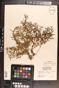 Rotala ramosior image