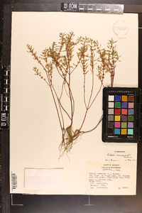 Rotala ramosior image