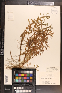 Rotala ramosior image