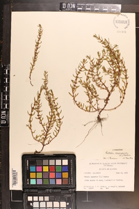 Rotala ramosior image