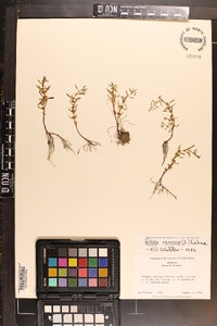 Rotala ramosior image