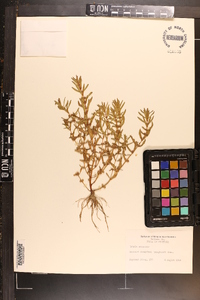 Rotala ramosior image