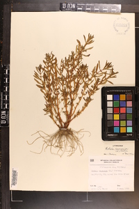 Rotala ramosior image