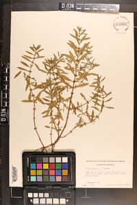 Rotala ramosior image