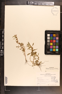 Rotala ramosior image