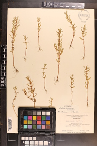 Rotala ramosior image