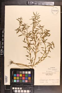 Rotala ramosior image