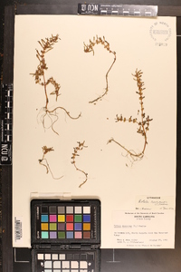 Rotala ramosior image