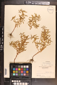 Rotala ramosior image