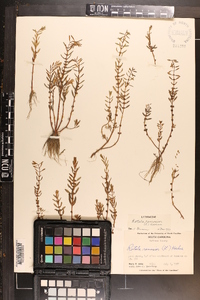 Rotala ramosior image