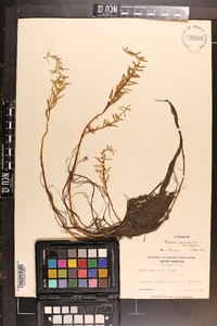 Rotala ramosior image