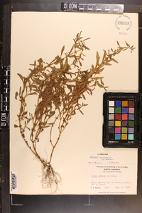 Rotala ramosior image