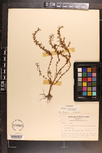 Rotala ramosior image