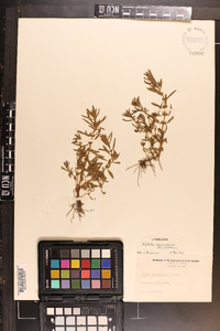 Rotala ramosior image