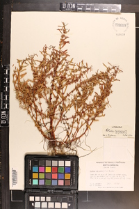 Rotala ramosior image